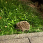 Igel im Garten