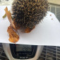 Igel auf der Waage