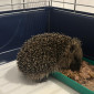 Igel beim Fressen