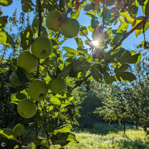 apfelbaum Sonne