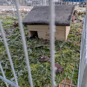 Igelhäuschen im Gehege