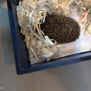 Igel versteckt sich
