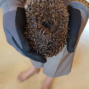 Besuch von der Igelfachfrau der Igelhilfe